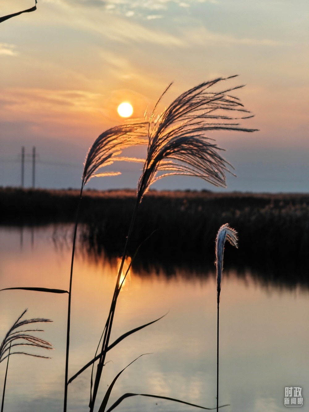 2021年10月，習(xí)近平赴山東東營考察黃河入?？?。黃河三角洲濕地，蘆葦飄蕩。（總臺央視記者彭漢明拍攝）