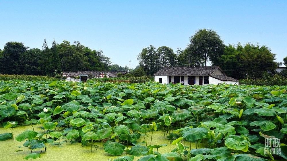 四川眉山，永豐村荷塘。2022年6月，習(xí)近平曾到此調(diào)研鄉(xiāng)村振興情況。（總臺央廣記者潘毅拍攝）