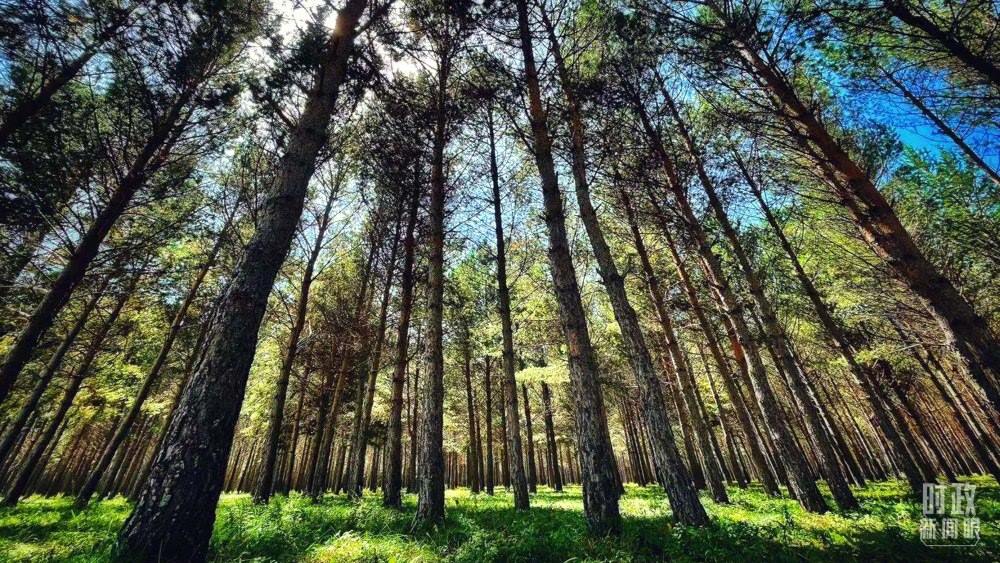 河北塞罕壩。（總臺央視記者謝曉光拍攝）