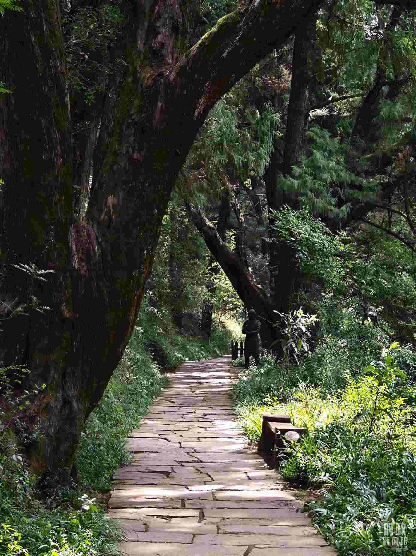 △古蜀道與古柏。（總臺央視記者彭漢明拍攝）