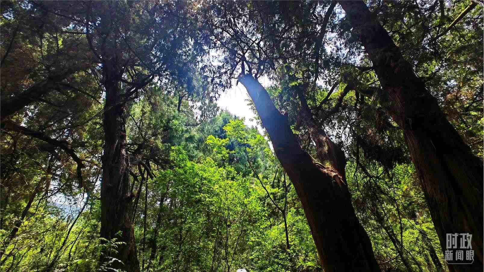 △翠云廊內(nèi)，古柏郁郁蔥蔥。（總臺央視記者程鋮拍攝）