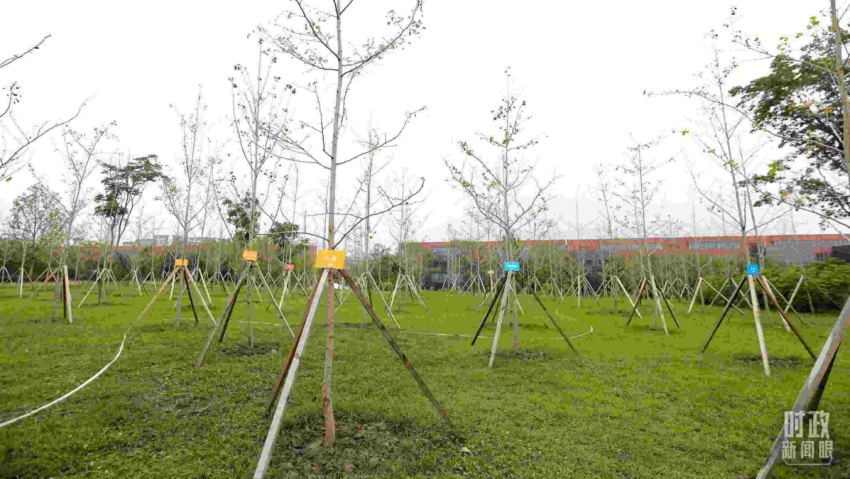 成都大運村內(nèi)專門種植了友誼林，各國代表團都可認領(lǐng)。