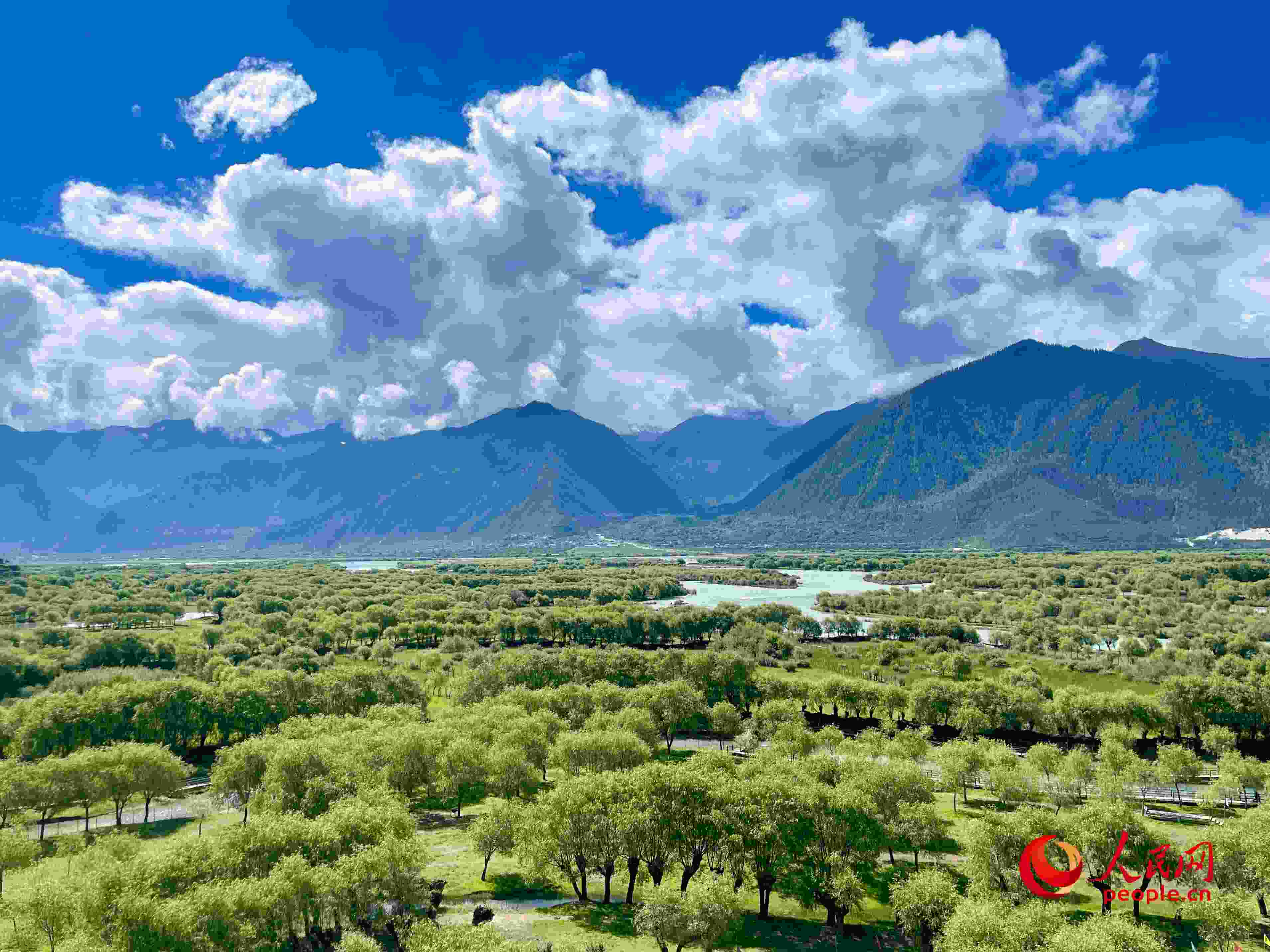 夏日的雅尼國家濕地公園生機盎然，如詩如畫。人民網(wǎng) 周靜圓攝