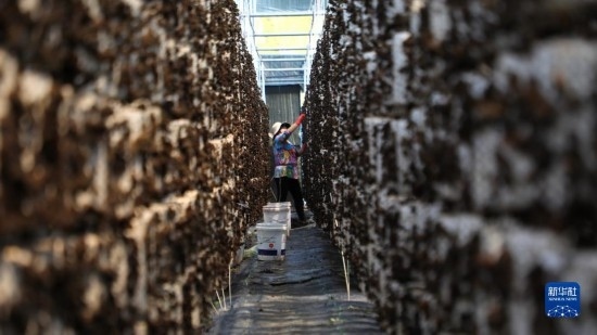 7月29日，在卓尼縣納浪鎮(zhèn)納浪村黑木耳種植基地，農戶在采摘黑木耳。