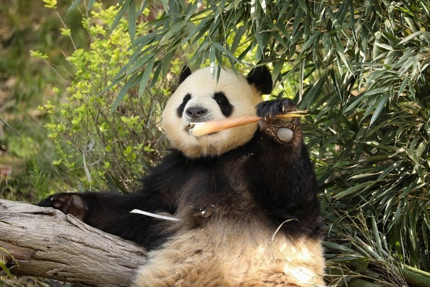 大熊貓“芝麻”。成都大熊貓繁育研究基地供圖