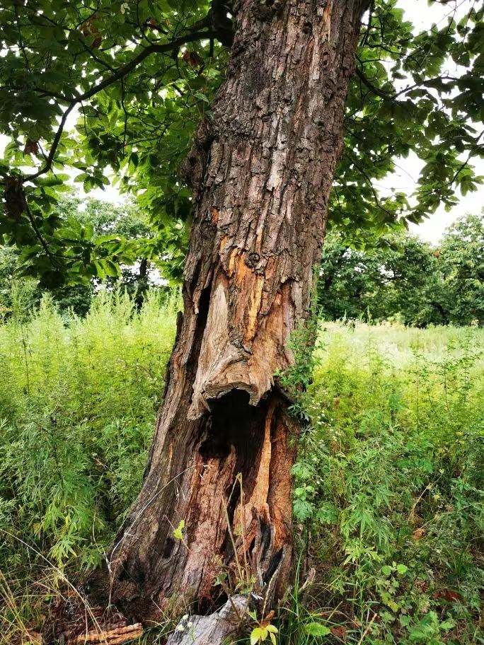 圖為2021年10月拍攝的秦嶺北麓百年板栗古樹遭破壞情況。人民網(wǎng)記者 吳超攝