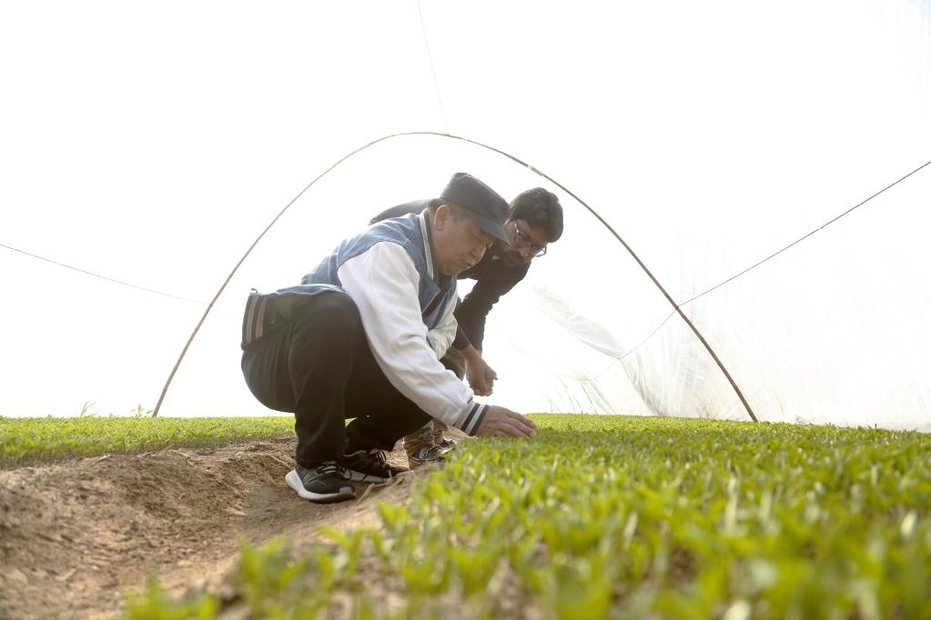 巴基斯坦旁遮普省木爾坦的中巴辣椒訂單種植項(xiàng)目辣椒育苗大棚內(nèi)，中國農(nóng)業(yè)專家?guī)ьI(lǐng)巴基斯坦技術(shù)員查看辣椒秧苗生長情況。