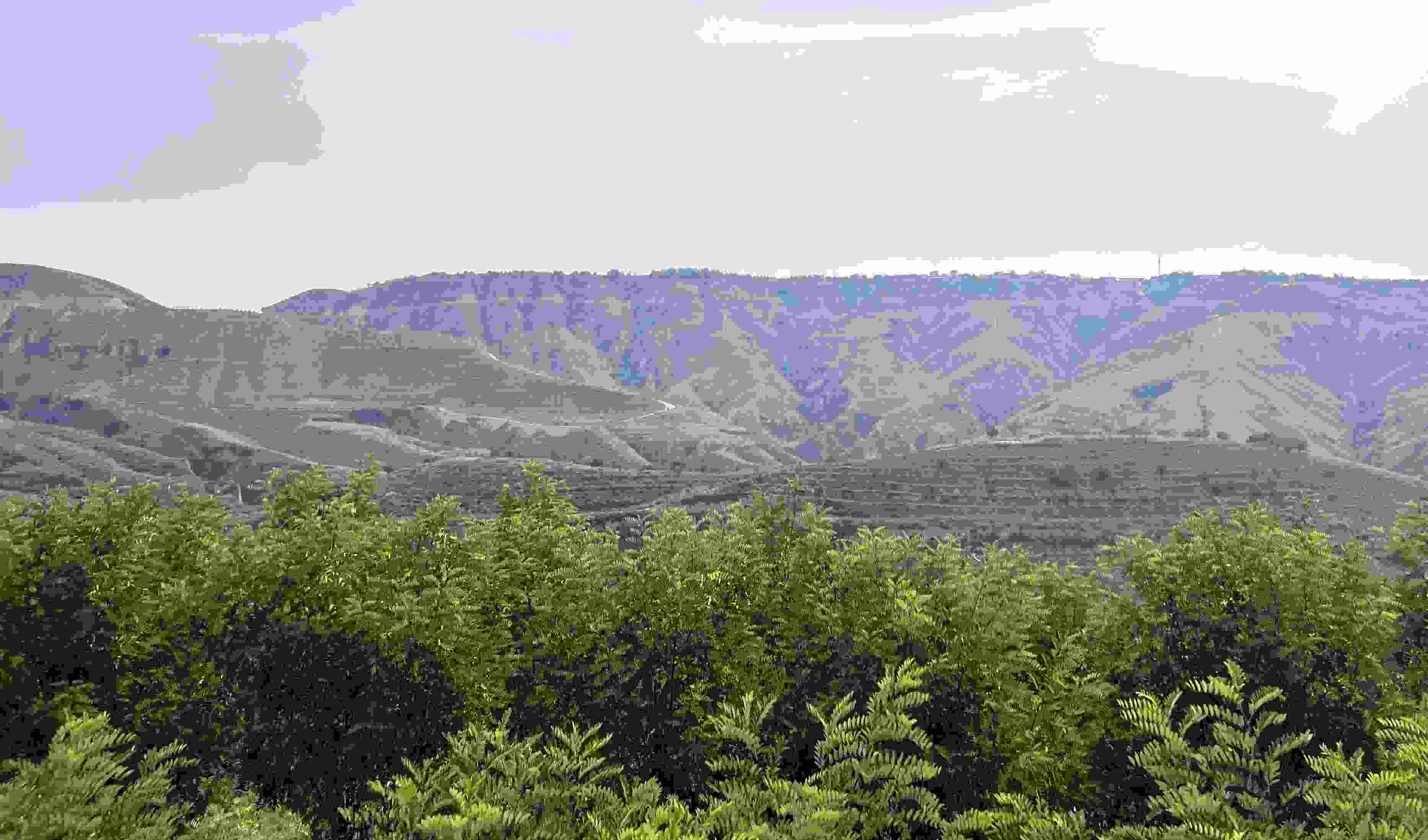 吳堡縣沿黃生態(tài)林。人民網(wǎng)記者 王連香攝