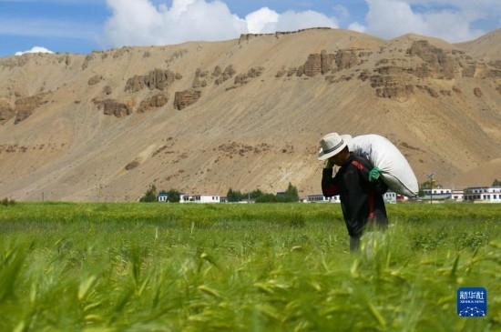 8月12日，西藏阿里地區(qū)普蘭縣赤德村村民在青稞田里勞作。