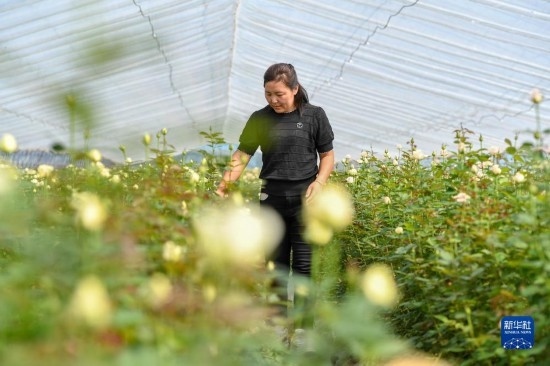 8月17日，吉林省德惠市朱城子鎮(zhèn)沿河村程雪家庭農(nóng)場的負責人楊雪在查看玫瑰花長勢。新華社記者 張楠 攝