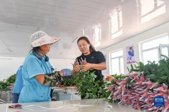 8月17日，吉林省德惠市朱城子鎮(zhèn)沿河村程雪家庭農(nóng)場的負責人楊雪（右）指導農(nóng)民修剪玫瑰花。新華社記者 張楠 攝