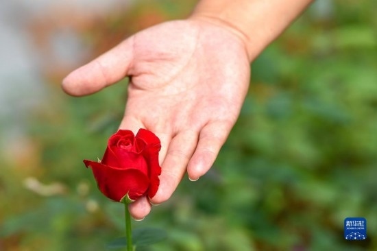 8月17日，吉林省德惠市朱城子鎮(zhèn)沿河村程雪家庭農(nóng)場的負責人楊雪在查看玫瑰花長勢。新華社記者 張楠 攝