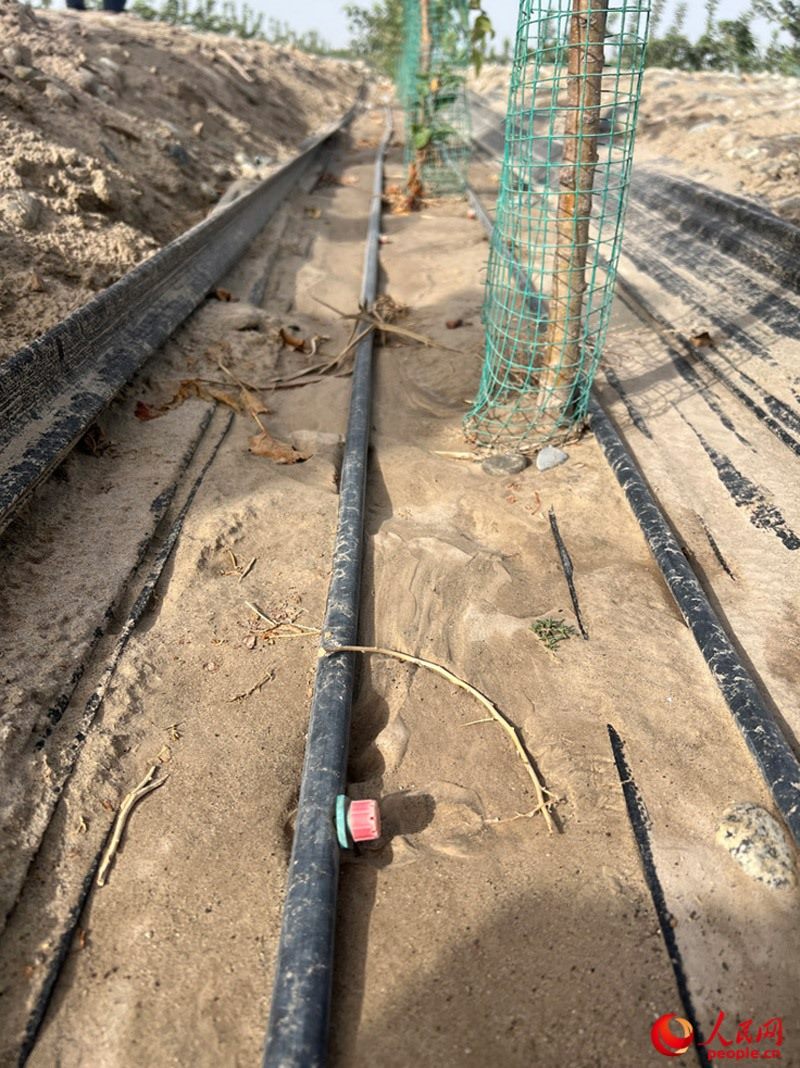 水肥一體化滴灌技術(shù)，可極大節(jié)約用水量。人民網(wǎng)記者 常雪梅攝