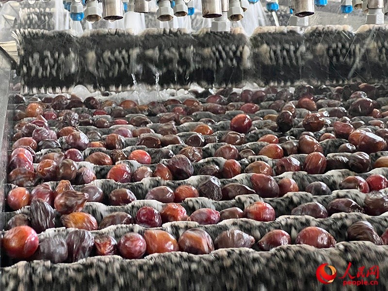 清洗西梅。人民網(wǎng)記者 常雪梅攝