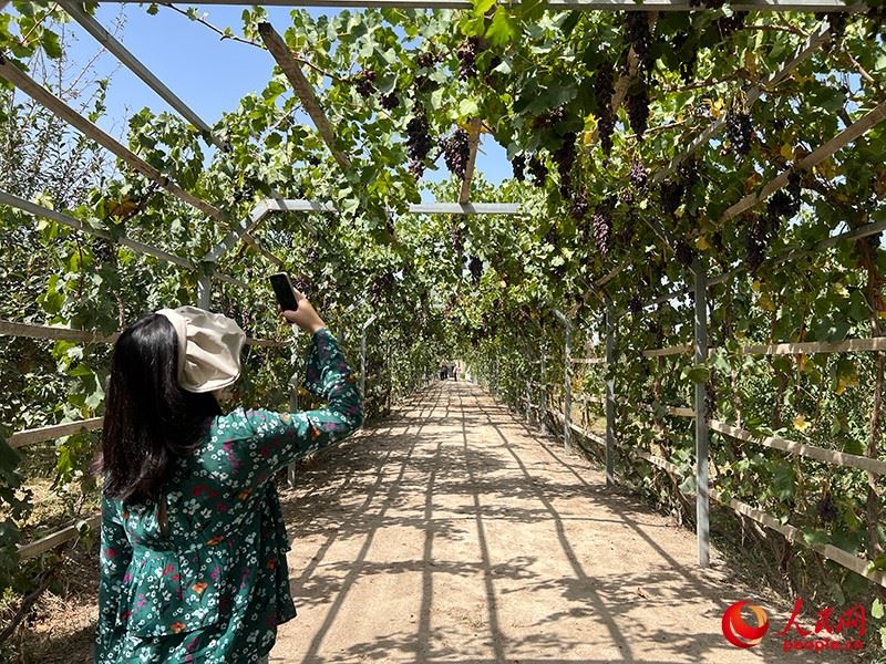 新疆閩龍達(dá)干果產(chǎn)業(yè)有限公司內(nèi)種植的葡萄。人民網(wǎng)記者 常雪梅攝