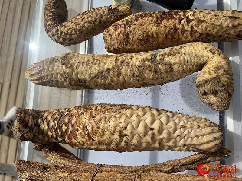 林下經(jīng)濟作物肉蓯蓉。人民網(wǎng)記者 常雪梅攝