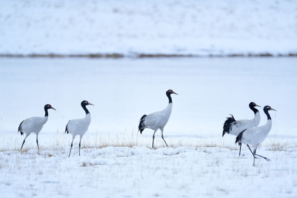 2021年10月21日在三江源國家公園黃河源園區(qū)內(nèi)拍攝的黑頸鶴。新華社記者 張龍 攝