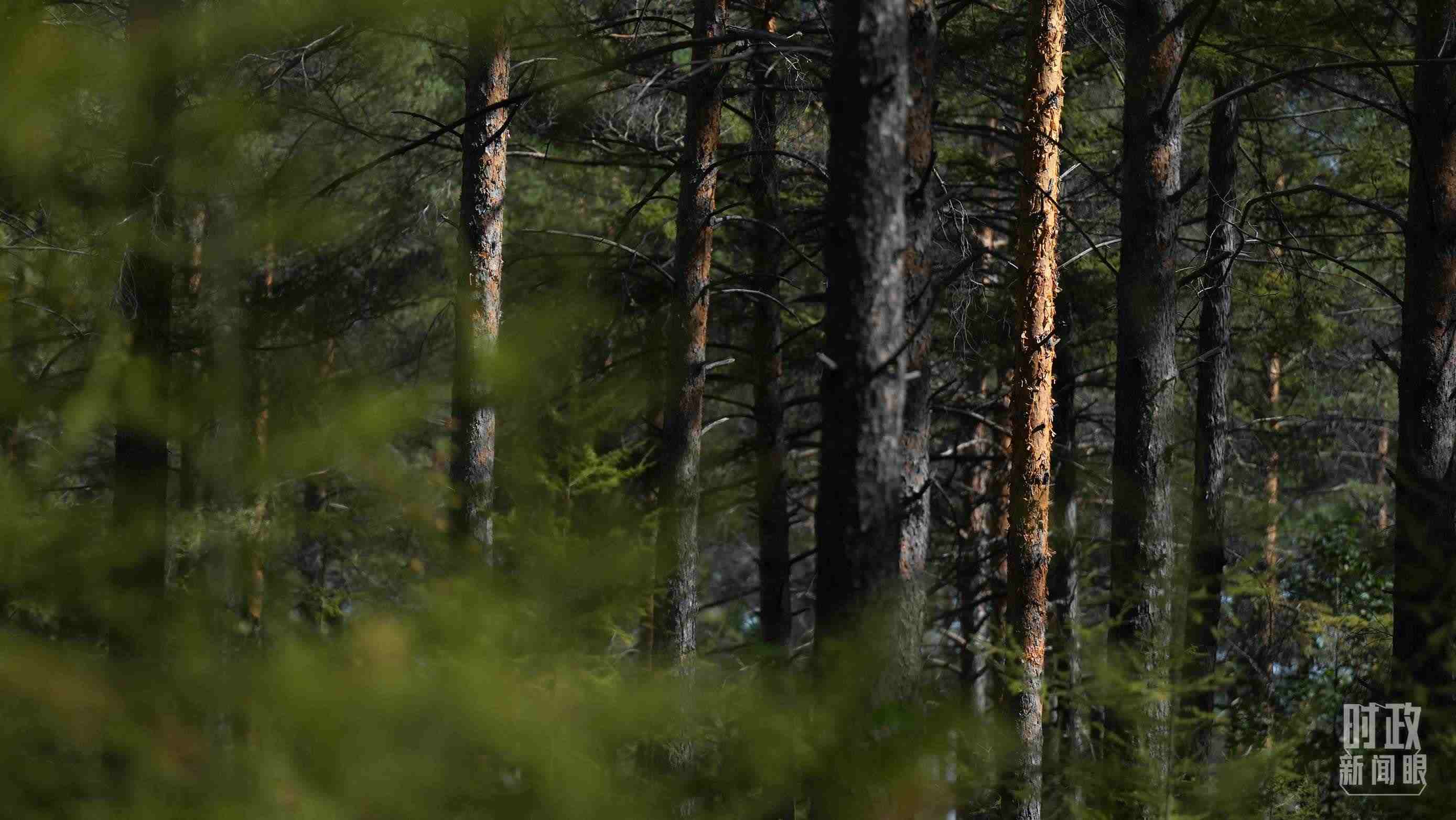 △漠河林場有天然林3.54萬公頃、蓄積量325.3萬立方米。（總臺國廣記者李晉拍攝）