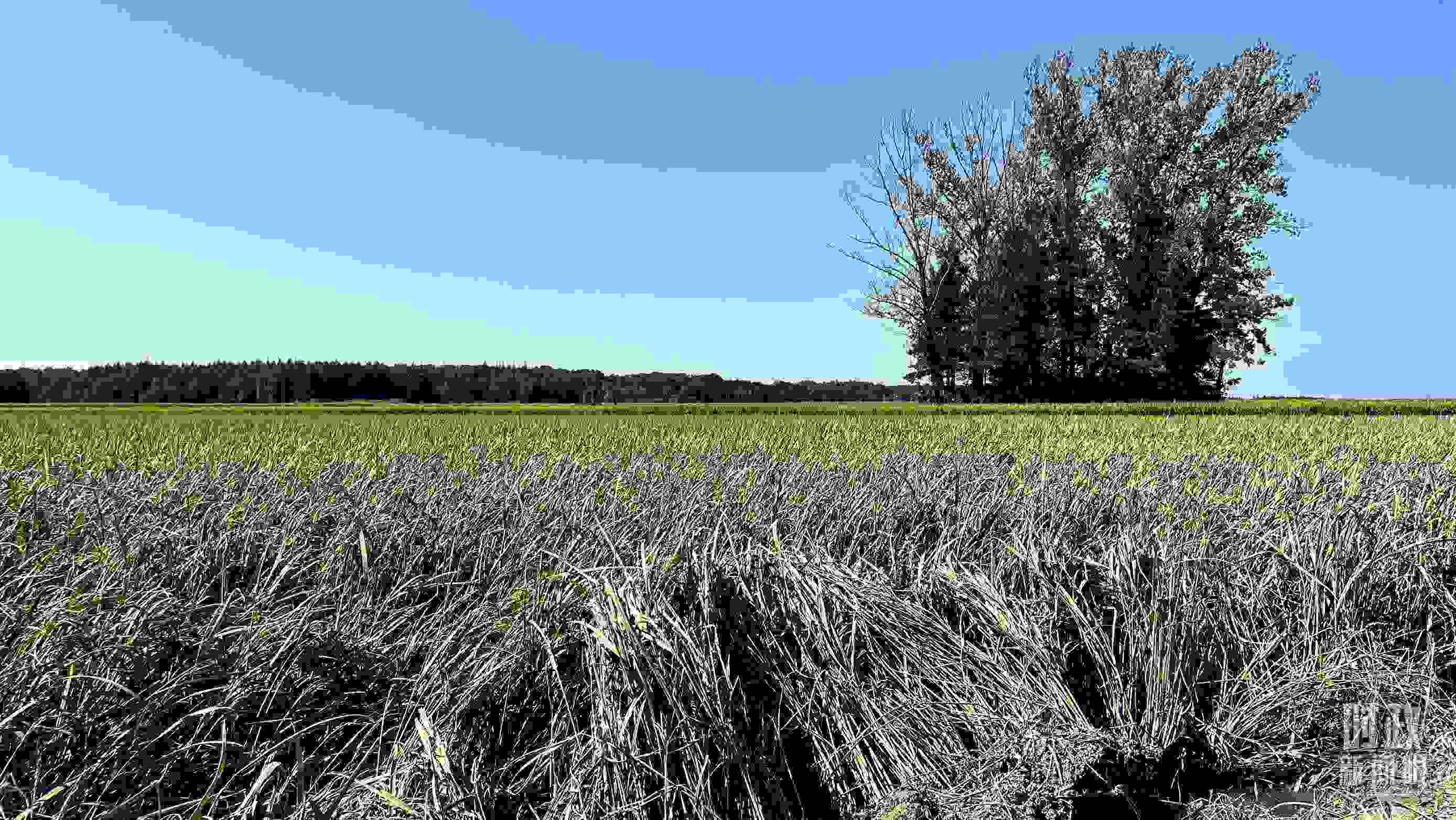 △龍王廟村遭受洪澇災(zāi)害的農(nóng)田。（總臺央視記者邢彬拍攝）