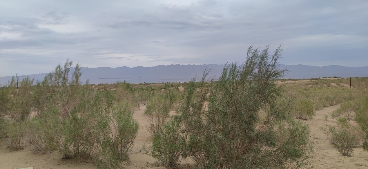 曾經(jīng)的荒漠現(xiàn)已被大面積梭梭林覆蓋。張璐璐 攝