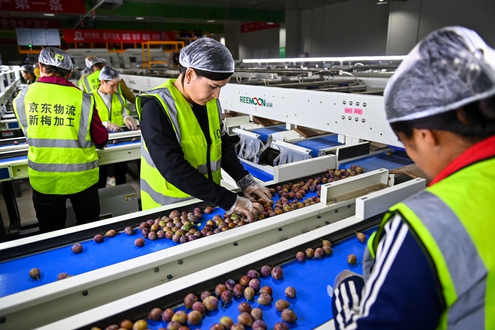 在新疆伽師縣粵伽新梅產(chǎn)業(yè)園內(nèi)的京東物流新疆智能供應(yīng)鏈中心，員工在智能分揀線檢查分選好的新梅（2023年8月30日攝）。新華社記者 丁磊 攝