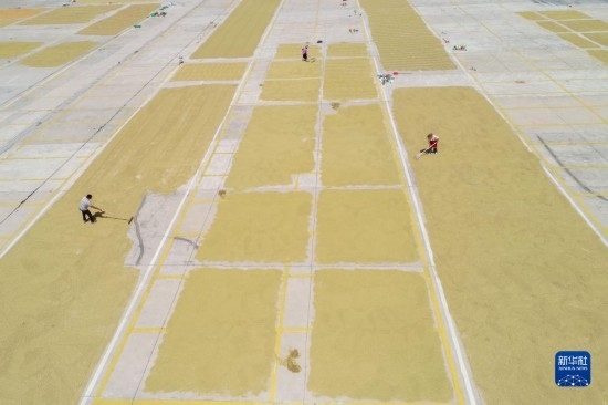 9月16日，村民在貴州省黔東南苗族侗族自治州丹寨縣金泉街道晾曬稻谷（無人機(jī)照片）。