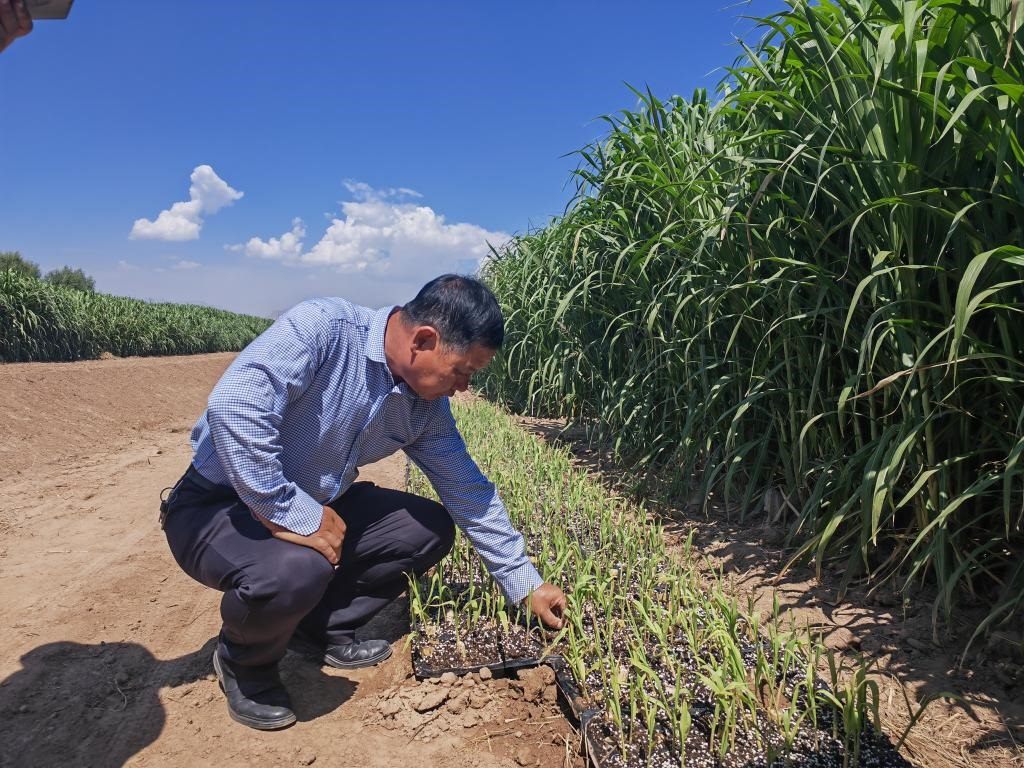 高級農(nóng)藝師周興德向記者介紹巨菌草幼苗（2023年9月1日攝）。新華社記者馬麗娟 攝