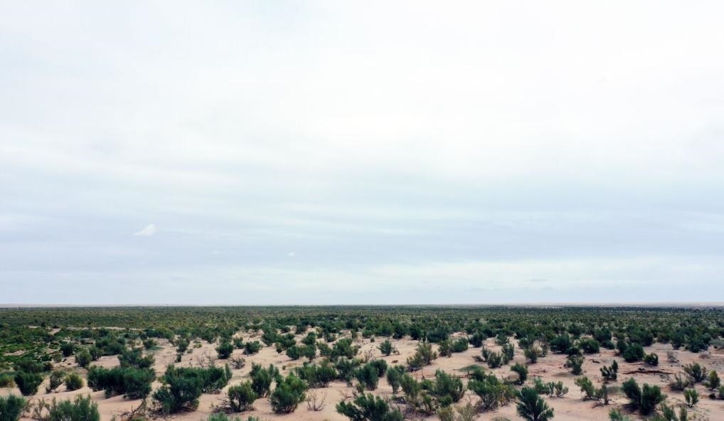 經(jīng)過封禁保護(hù)和人工種植梭梭后恢復(fù)綠色的草場（2023年9月12日攝）。新華社記者李云平 攝