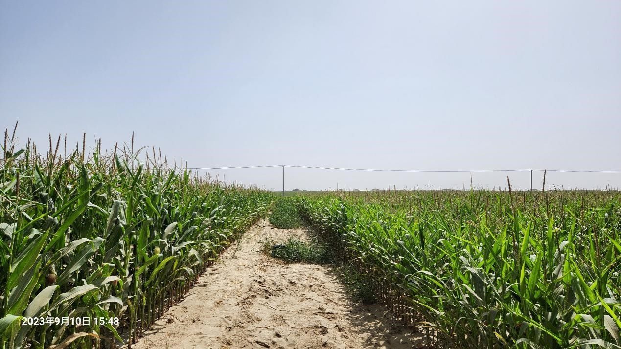 玉米改良40天后對(duì)比（左邊為改良組，右邊為對(duì)照組）。胡樹(shù)文團(tuán)隊(duì)供圖