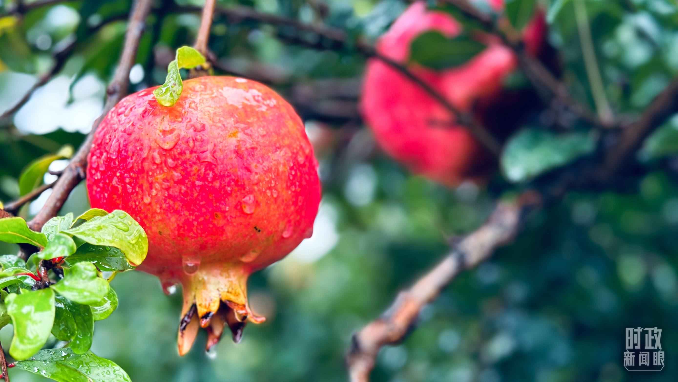 △一場(chǎng)秋雨過后，石榴更顯晶瑩。（總臺(tái)央視記者李輝、范一鳴拍攝）