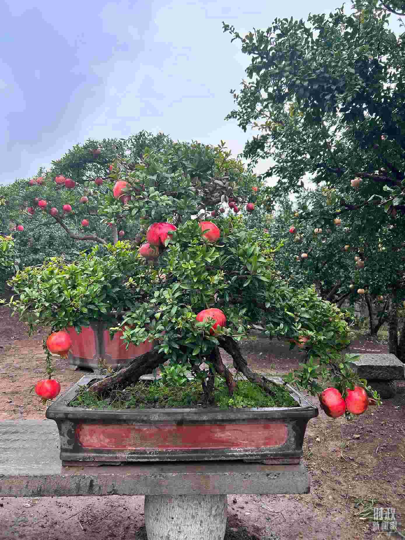 △冠世榴園內(nèi)的石榴盆栽。（總臺(tái)央視記者黎兵拍攝）