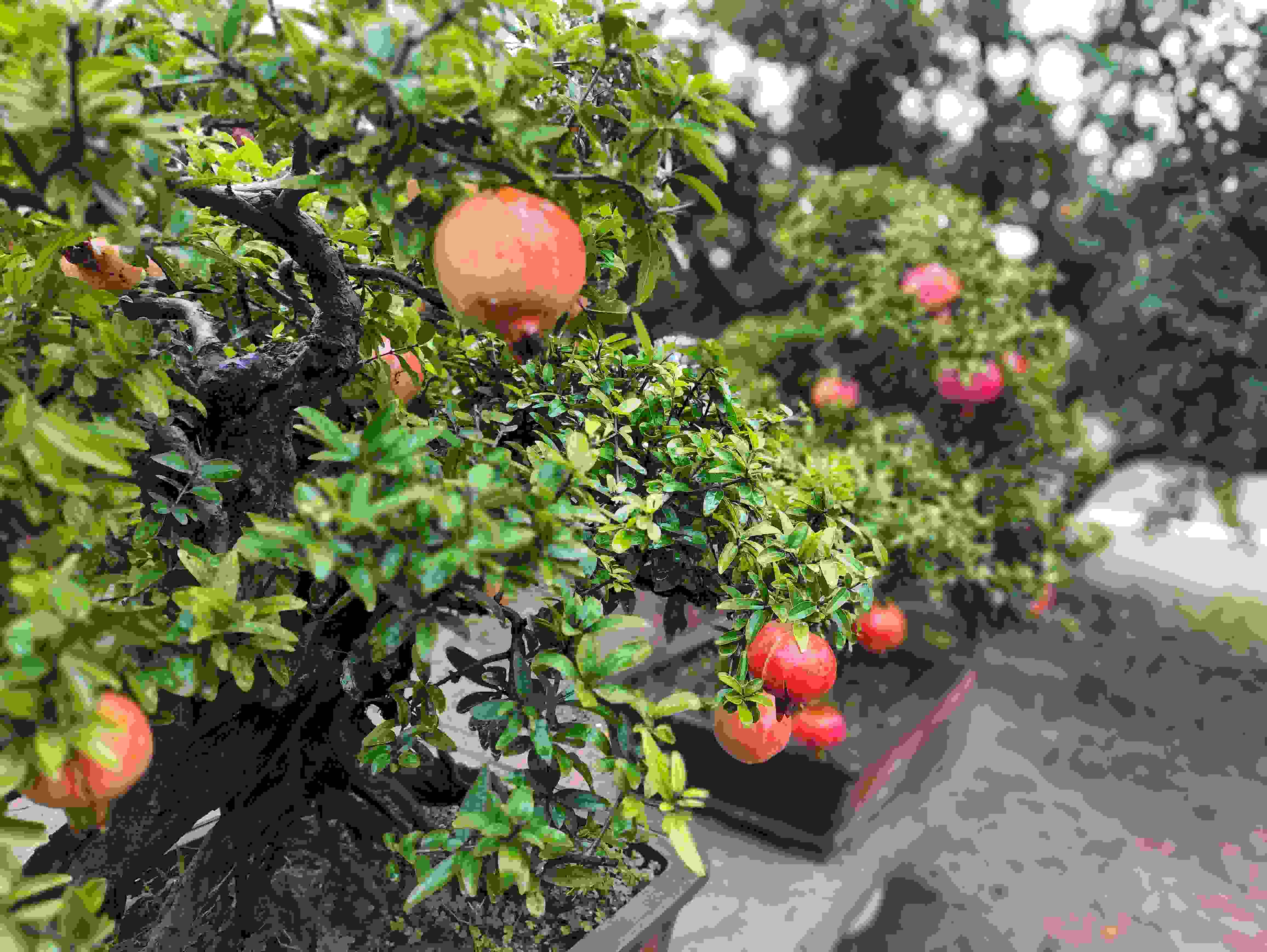 △石榴的發(fā)展帶動(dòng)了當(dāng)?shù)厥衽杈爱a(chǎn)業(yè)。（總臺(tái)央視記者鐘信偉拍攝）