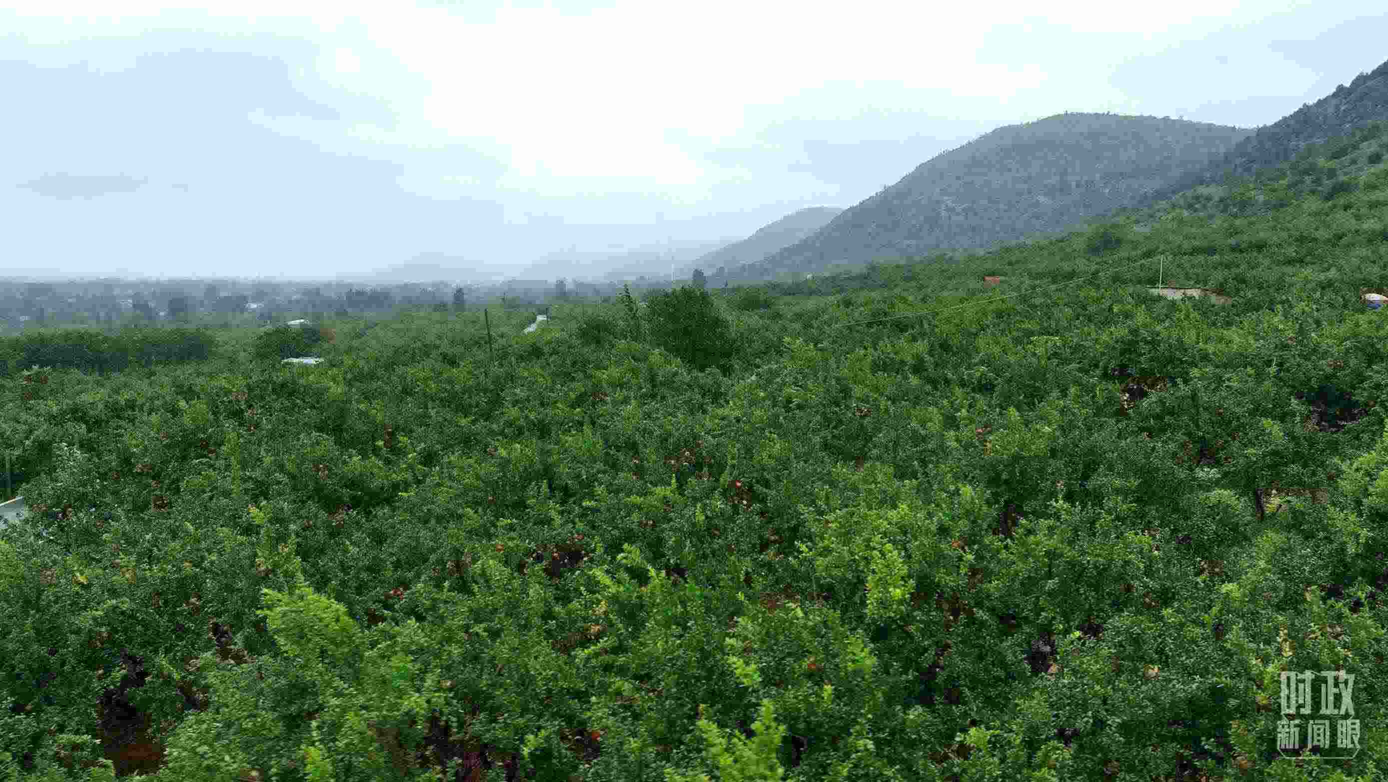 △山東棗莊冠世榴園。（總臺(tái)記者韓森、張鵬拍攝）