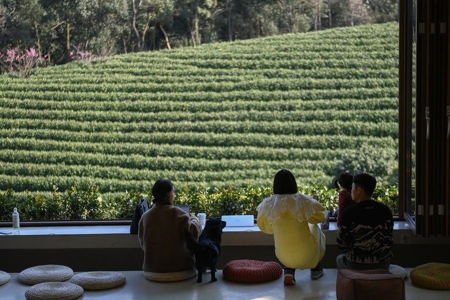 游客在浙江省安吉縣黃杜村萬畝茶園邊的咖啡館休閑（2023年2月21日攝）。