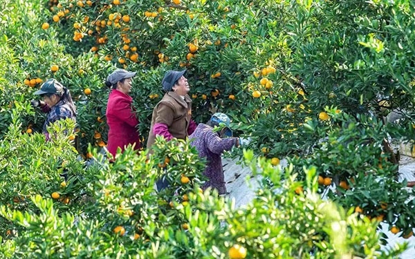農(nóng)戶在果園中采摘果實(shí)。湖南省石門縣融媒體中心 唐亞翔攝