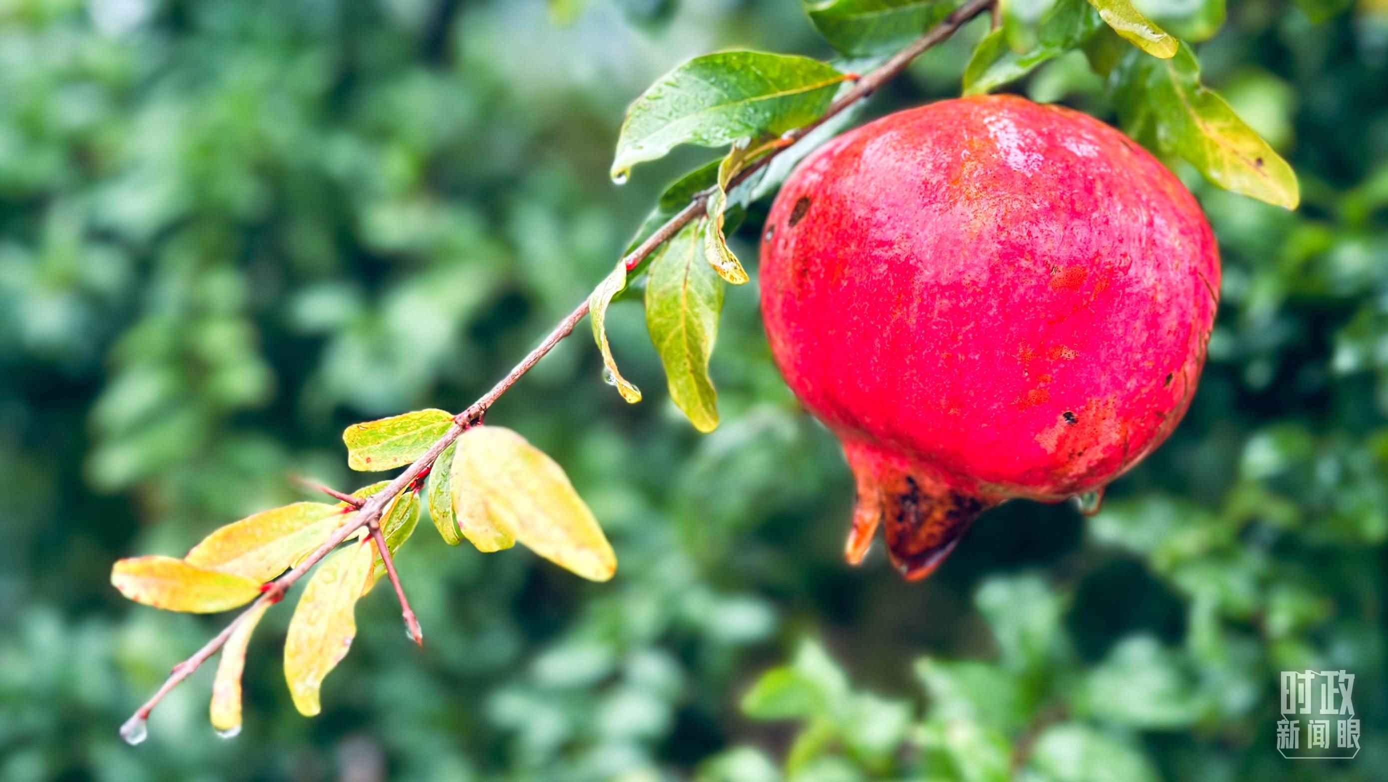 △山東省棗莊市冠世榴園，石榴紅了。（總臺(tái)央視記者范一鳴拍攝）
