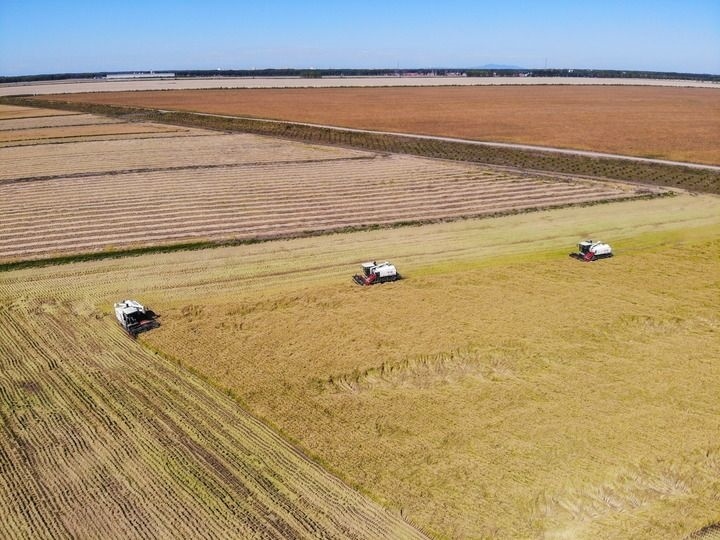 這是在位于黑龍江雙鴨山市友誼縣的北大荒農(nóng)業(yè)股份有限公司友誼分公司一地塊拍攝的水稻收獲現(xiàn)場（2023年9月21日攝，無人機照片）。新華社記者 王松 攝