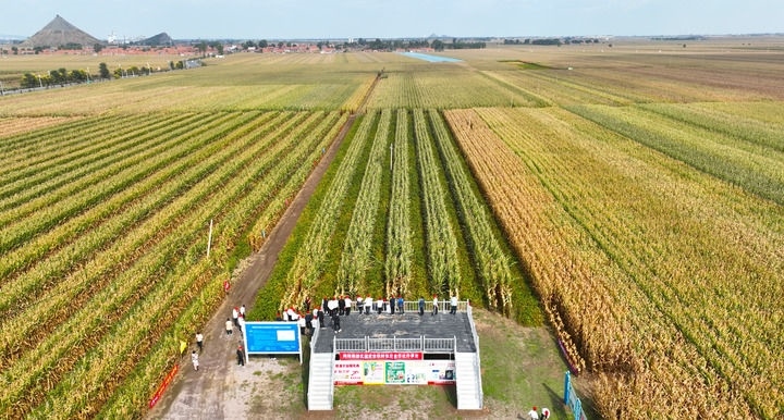 在遼寧省鐵嶺縣蔡牛鎮(zhèn)，外地農(nóng)民到張莊玉米合作社的大田里學習玉米選種和栽種技術(shù)（2023年9月26日攝，無人機照片）。新華社記者 楊青 攝