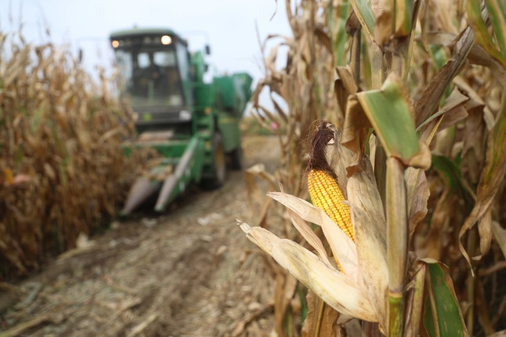 在遼寧省鐵嶺縣蔡牛鎮(zhèn)玉米田里，農(nóng)民駕駛農(nóng)機收割玉米（2023年9月26日攝）。新華社記者 楊青 攝