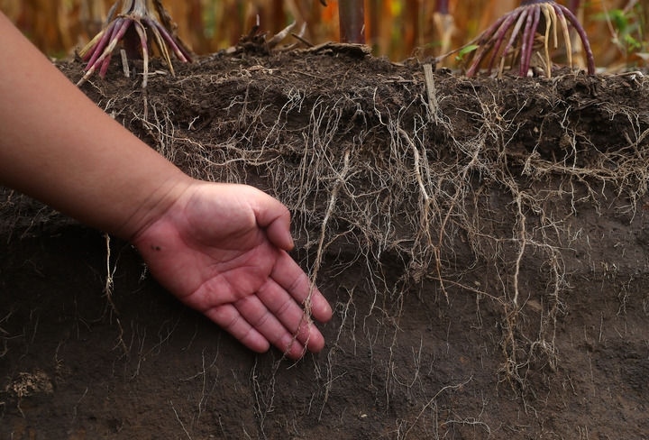 在遼寧省鐵嶺縣蔡牛鎮(zhèn)，張莊玉米合作社的農(nóng)民向外地農(nóng)民介紹黑土地保護和玉米秸稈還田情況（2023年9月26日攝）。新華社記者 楊青 攝