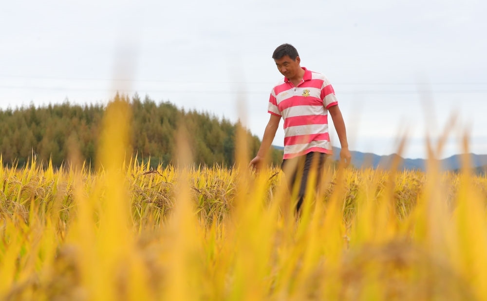 在遼寧省撫順市新賓滿族自治縣新賓鎮(zhèn)的水稻田里，農(nóng)民丁輝查看水稻成熟情況（2023年9月25日攝）。新華社記者 楊青 攝