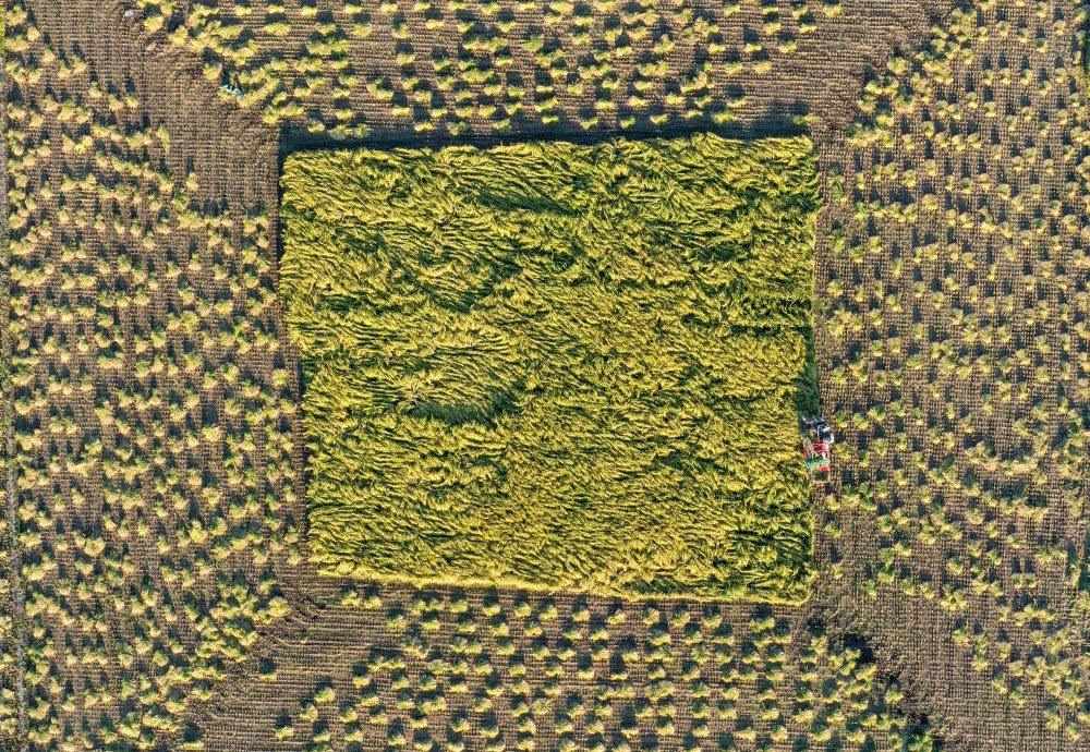 在吉林省舒蘭市平安鎮(zhèn)金星村，農(nóng)民駕駛農(nóng)機收割水稻（2023年9月21日攝，無人機照片）。新華社記者 張楠 攝