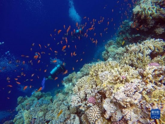  10月2日，人們在埃及西奈半島達哈布藍洞內的珊瑚旁深潛。新華社記者 隋先凱 攝
