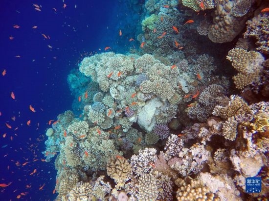  這是10月2日在埃及西奈半島達哈布藍洞內拍攝的珊瑚和魚類。新華社記者 隋先凱 攝
