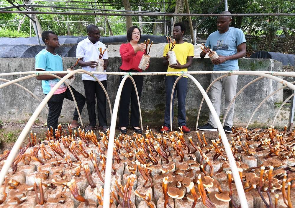 2021年8月12日，福建農(nóng)林大學(xué)國家菌草工程技術(shù)研究中心副主任林冬梅（中）為非洲留學(xué)生講解菌草鹿角靈芝的栽培情況。新華社記者 林善傳 攝