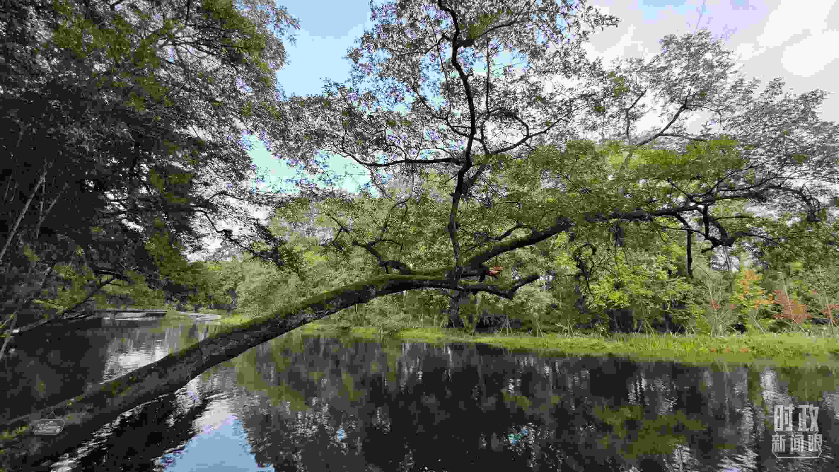 △饒河源國家濕地公園。（總臺央視記者郁振一拍攝）