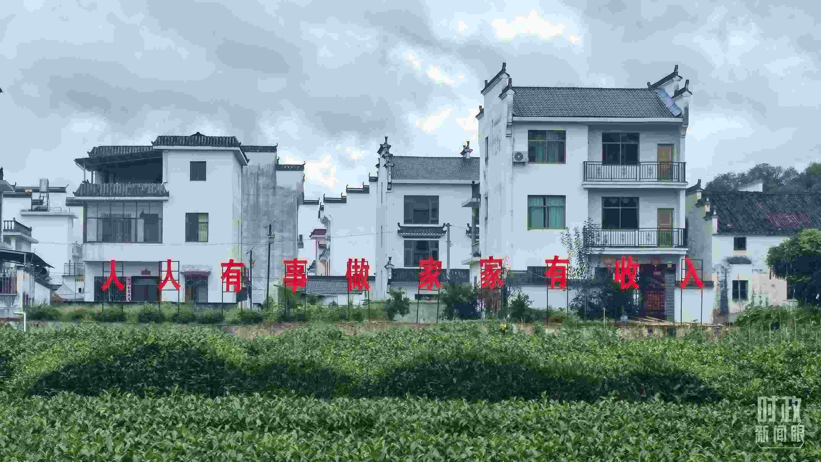 △石門村村民種植的茶葉。（總臺央視記者賈林拍攝）