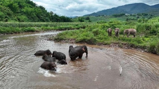 野生亞洲象組團泡澡降溫解暑。何有剛攝