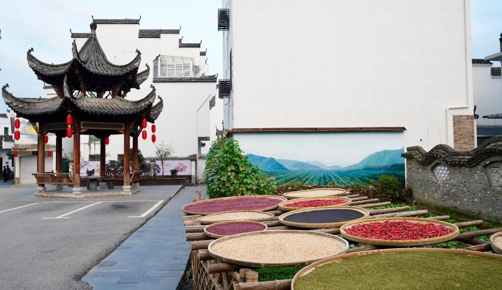 近日拍攝的江西省上饒市婺源縣秋口鎮(zhèn)王村石門自然村曬秋場景。新華社記者 胡晨歡 攝