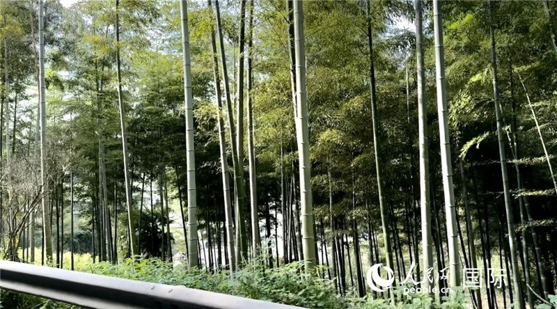 沿途中的竹林。人民網(wǎng)記者 周雨攝